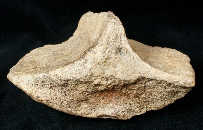 Edmontosaurus Calcaneum (Heel Bone) - Montana #12712